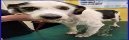 Meticcio cani in regalo: JOHNTRA sogna una famiglia - Annuncio 3