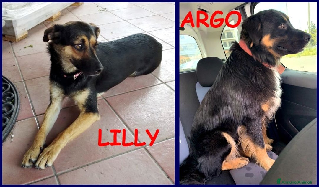 Meticcio cani in regalo: LILLY ed ARGO bravi un po' vagabondi - Annuncio 1