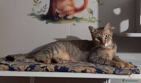 Europeo gatti Tenero micino da adottare, JAMES! - Annuncio 2