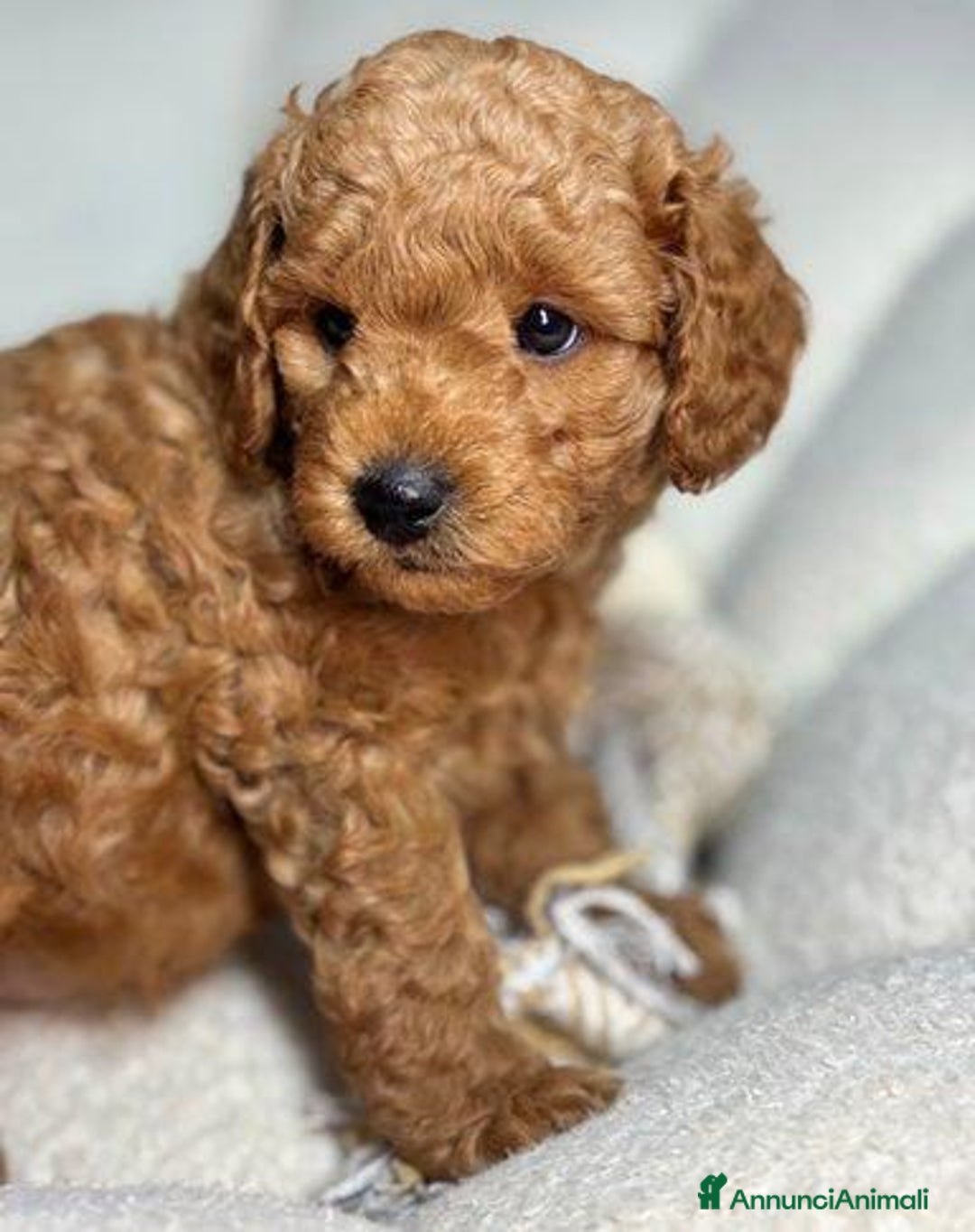 Meticcio cani in vendita: Cuccioli di Mini Goldendoodle F1BB - Annuncio 22