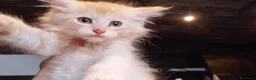 Maine Coon gatti in vendita: Maine coon con pedigree ENFI anche libero  - Annuncio 4