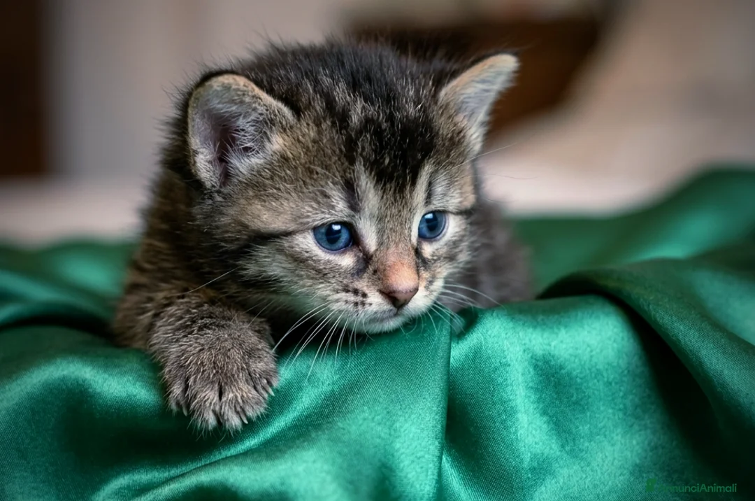 Siberiano gatti in vendita: 4 gioielli Siberiani  - Annuncio 1