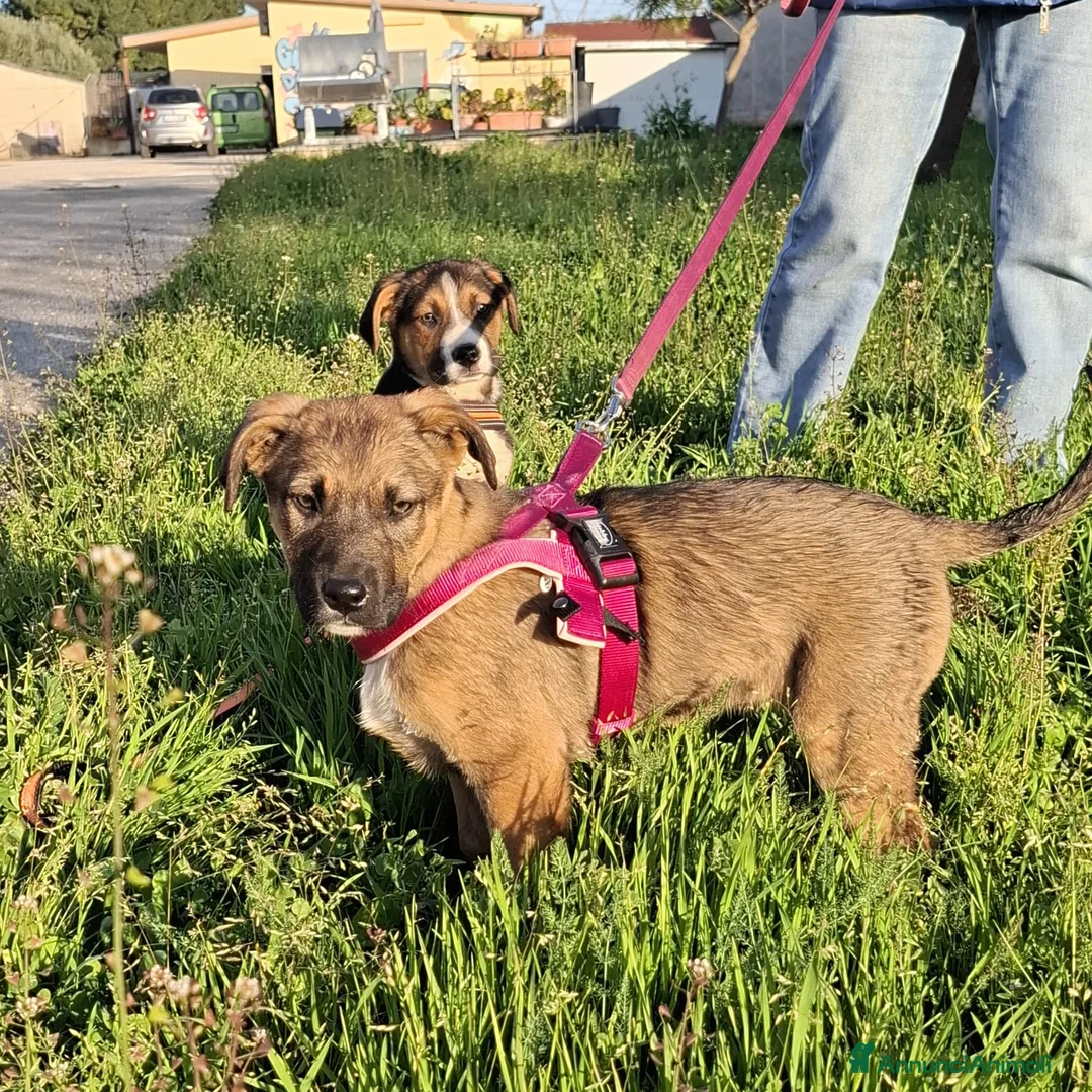 Meticcio cani in regalo: Fucsia Cerca Famiglia. Info Monica 3890238584 a Città Metropolitana di Firenze - Annuncio 2