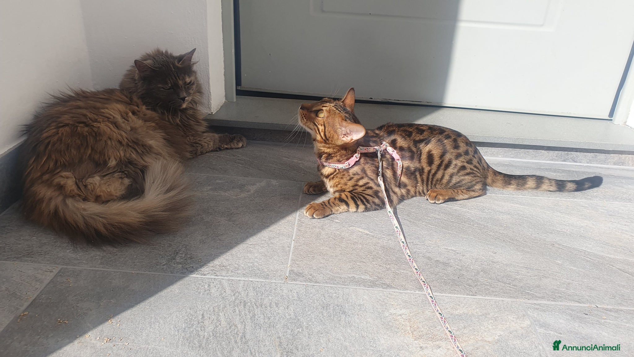 Bengala gatti Daphne in cerca di gattino per la monta 😺 - Annuncio 3