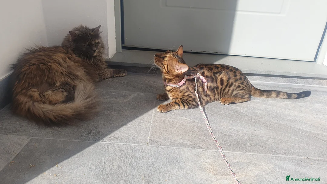 Bengala gatti per accoppiamento: Daphne in cerca di gattino per la monta 😺 - Annuncio 1