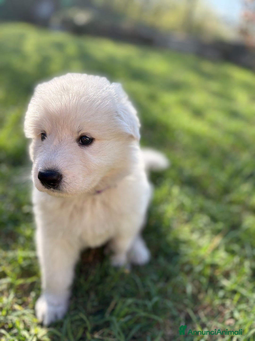 Pastore Svizzero cani in vendita: Disponibili cuccioli di pastore svizzero  - Annuncio 7