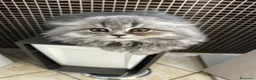Scottish gatti in vendita: Gattini razza Scottish - Annuncio 6