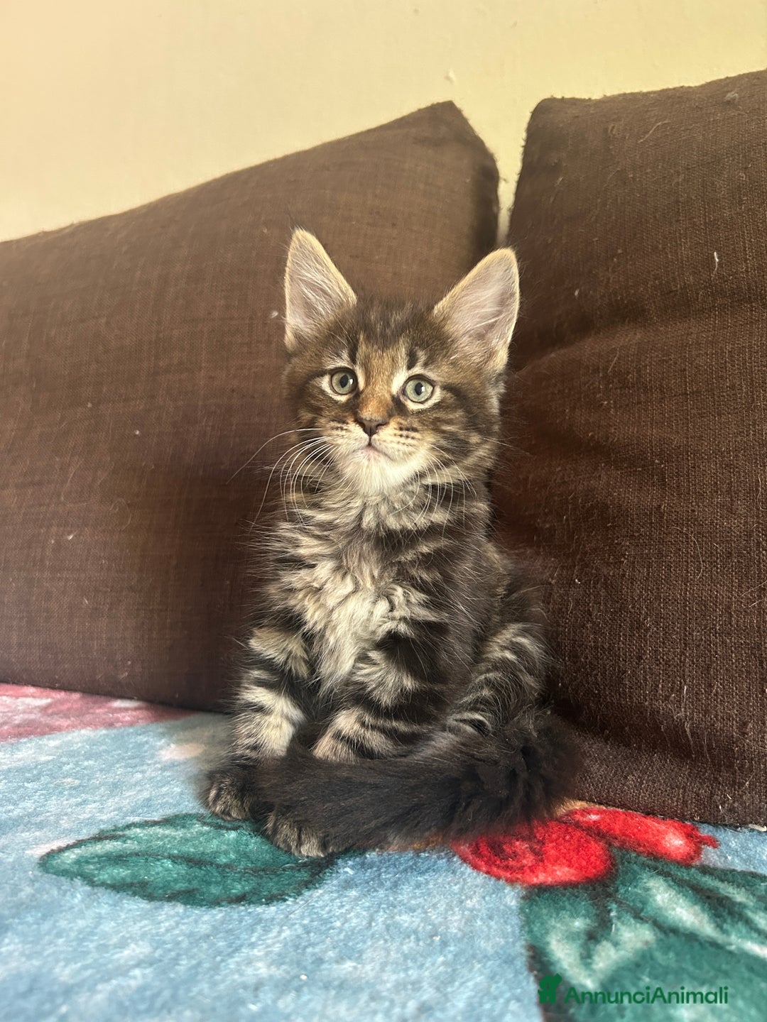 Maine Coon gatti in vendita: Maine Coon pedigree Anfi a Provincia di Modena - Immagine 4