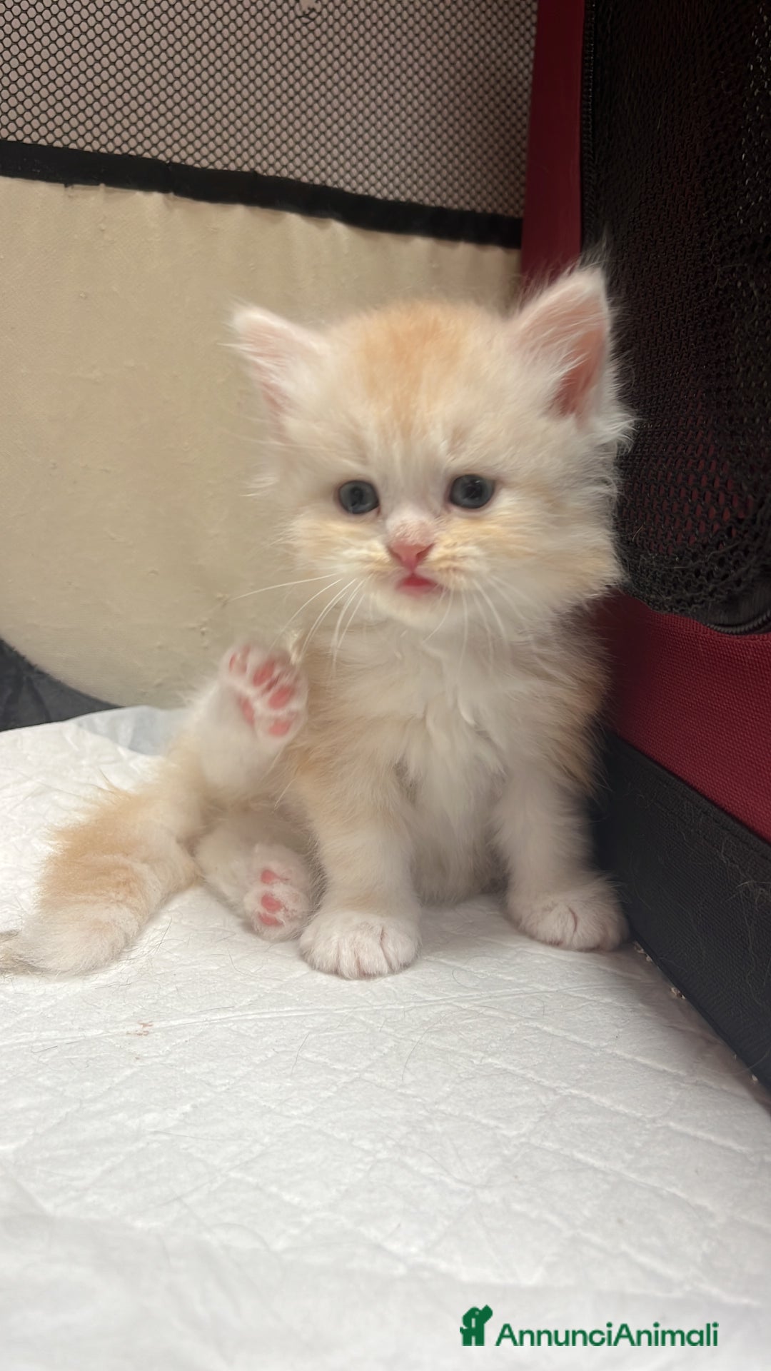 Siberiano gatti in vendita: Cuccioli Gatto Siberiano Ipoallergenico Pedigree. - Annuncio 8