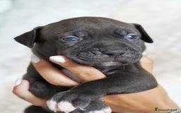 American Bully cani in vendita: Cuccioli American Bully XXL  a Provincia di Lecco - Immagine 10