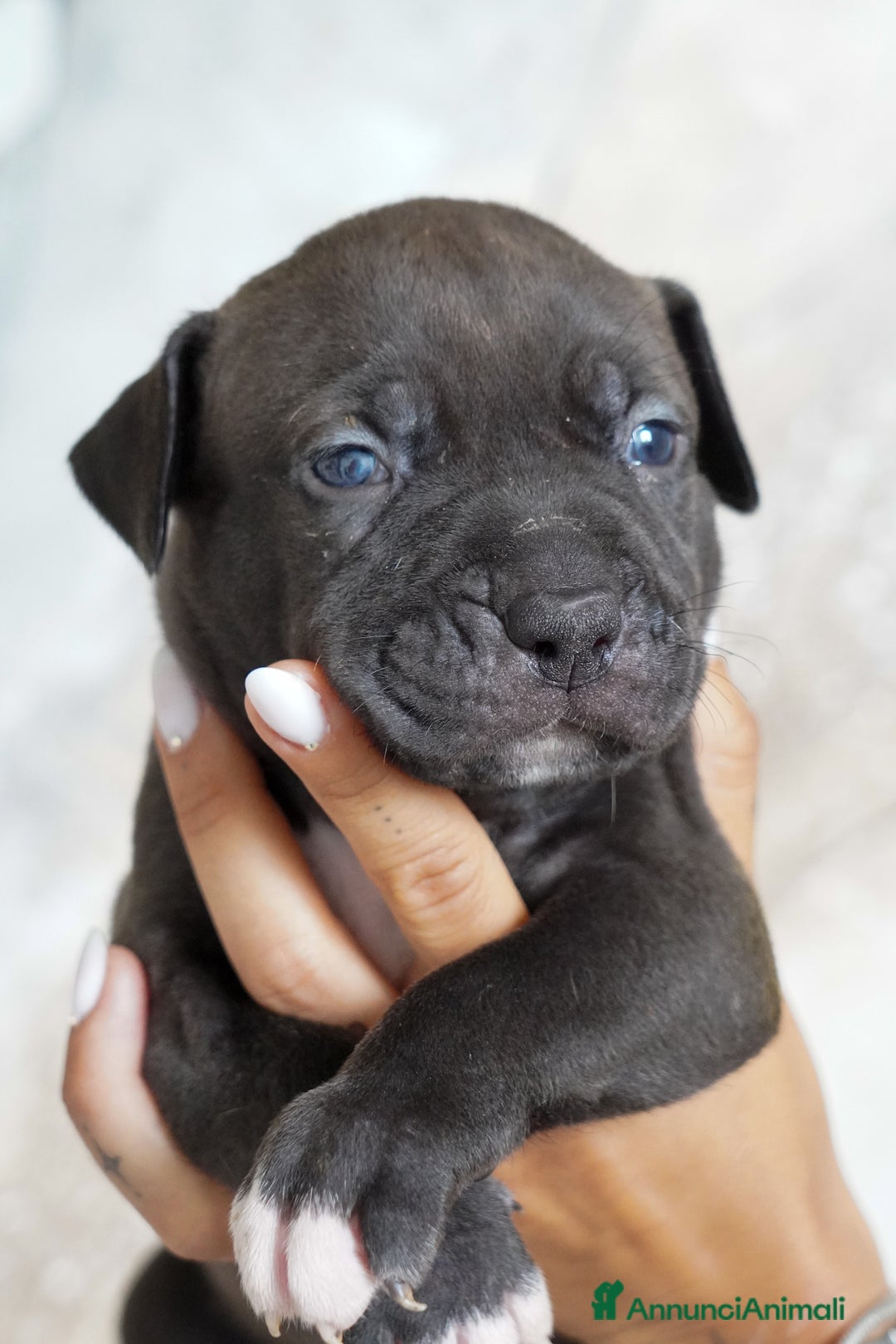 American Bully cani in vendita: Cuccioli American Bully XXL  a Provincia di Lecco - Immagine 10