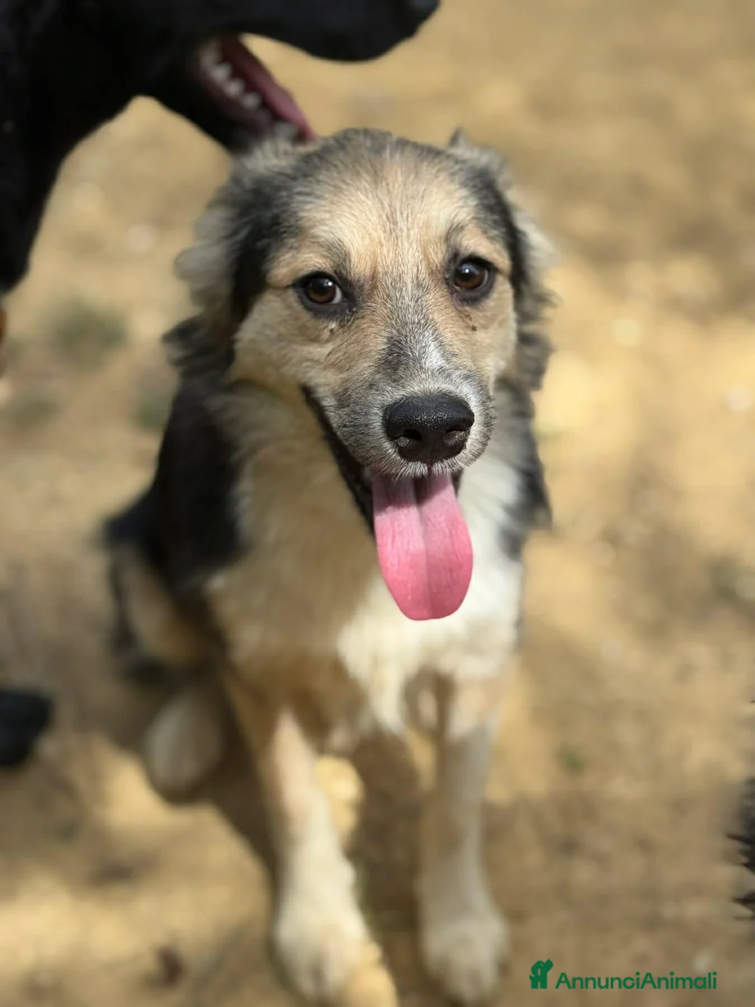 Meticcio cani in regalo: MILKYWAY, cucciolo tenerone! TG PICCOLA - Annuncio 8