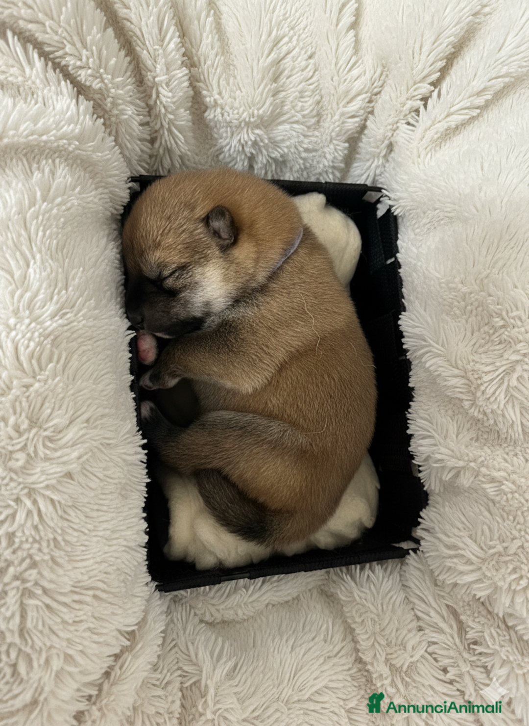 Shiba Inu cani in vendita: Cuccioli di Shiba Inu con genitori testati - Annuncio 11