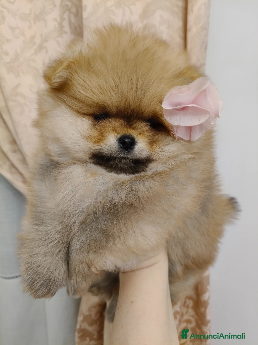 Spitz cani in vendita: Spitz di Pomerania con Pedigree ENCI  - Annuncio 2