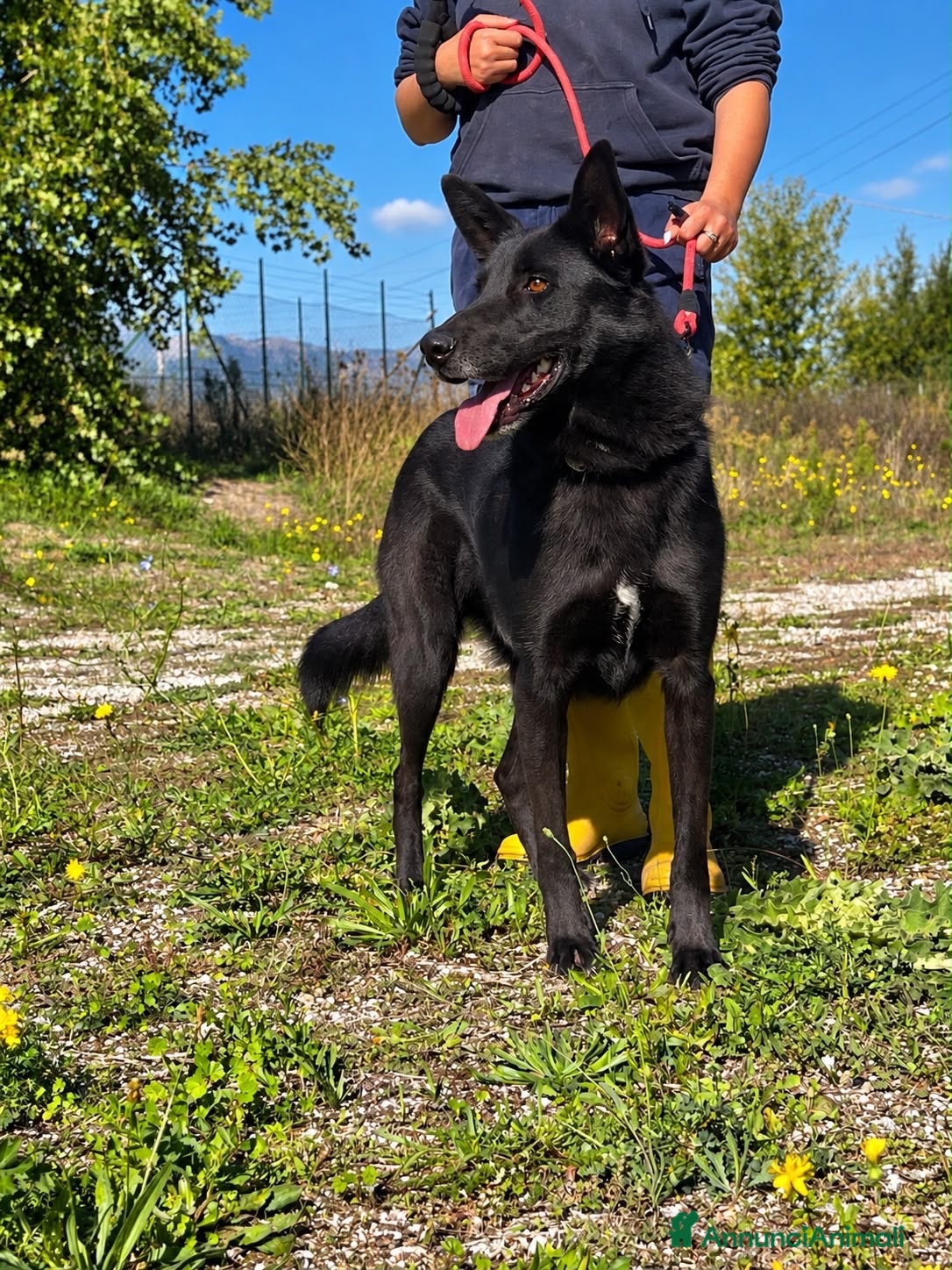 Meticcio cani Axel  - Annuncio 8
