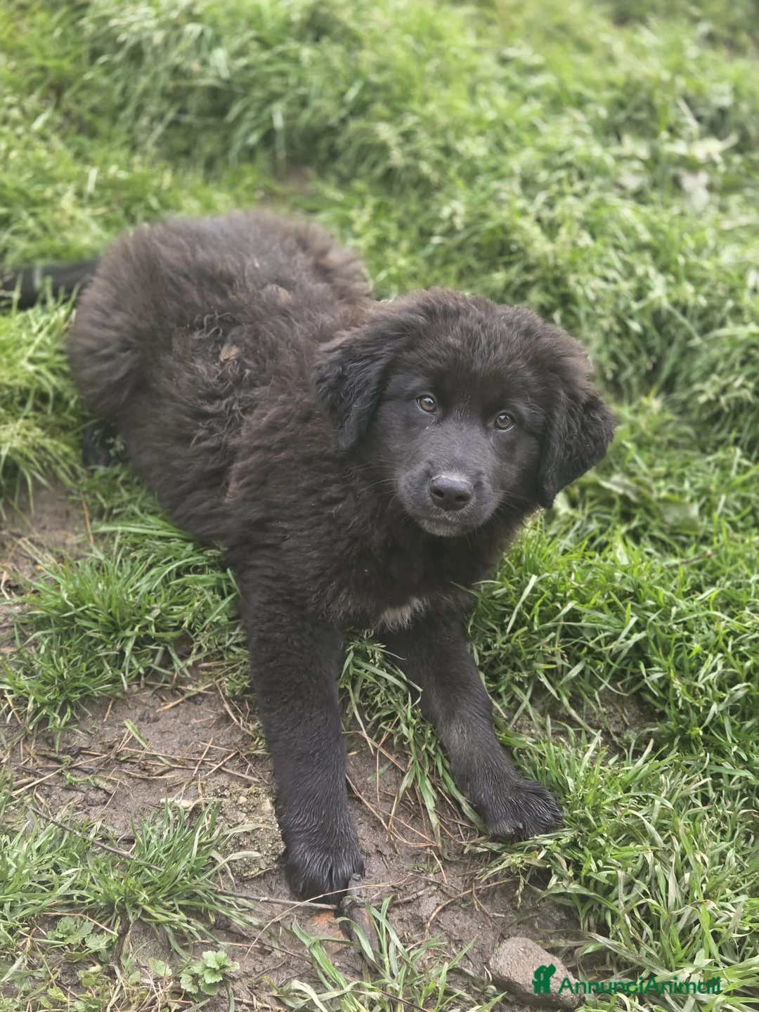 Meticcio cani in regalo: BROWNIE ASPETTA UNA MAMMA  a Città metropolitana di Milano - Annuncio 1