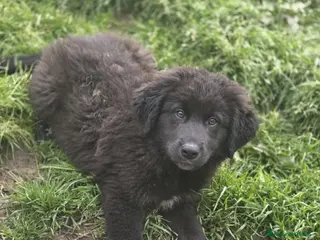 Meticcio cani BROWNIE ASPETTA UNA MAMMA - Annuncio 35