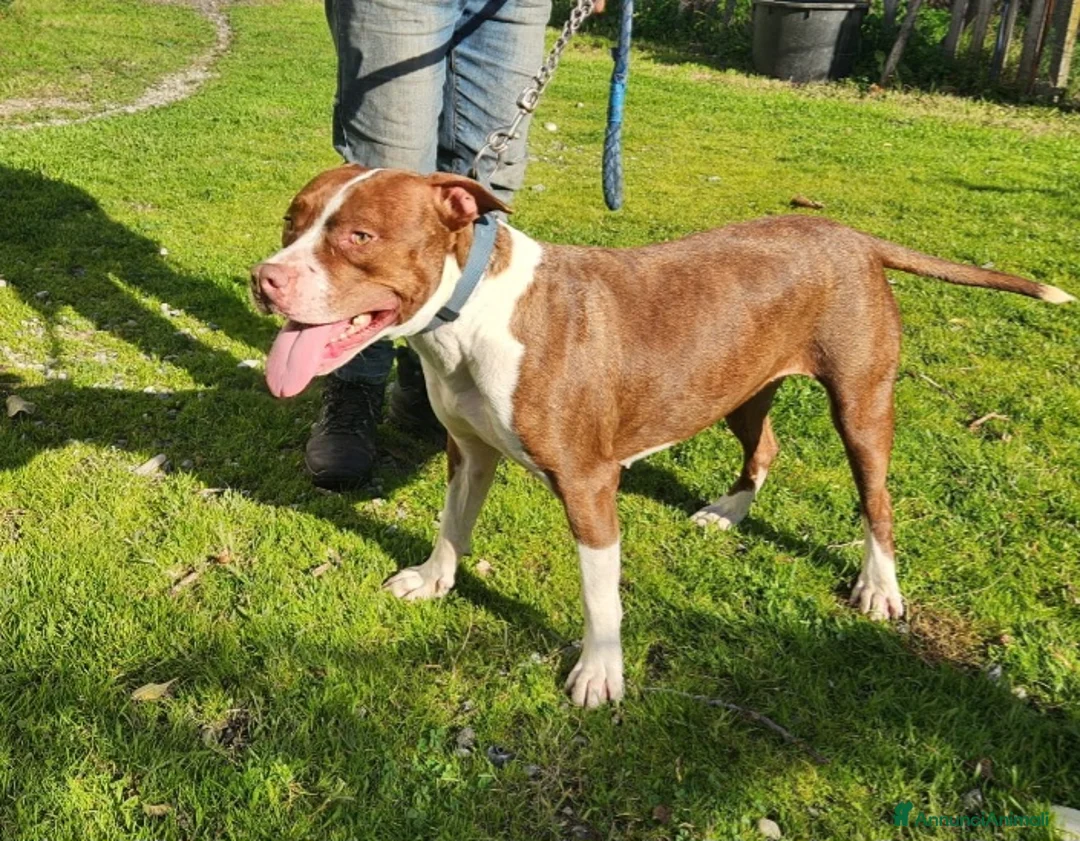 Pitbull cani in regalo: Drake Pitbull 20mesi e sorellaURGENTE CASA.COSENZA - Annuncio 10