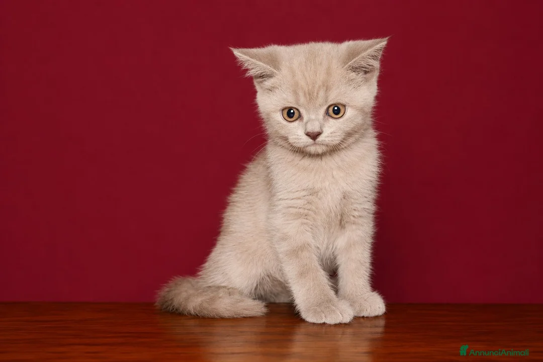 British gatti in vendita: 💜 UNA PICCOLA MERAVIGLIA COLOR LILAC 💜 a Città metropolitana di Milano - Annuncio 3
