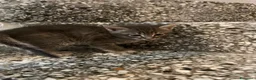 Meticcio gatti in vendita: Gattino simpatico  - Annuncio 7
