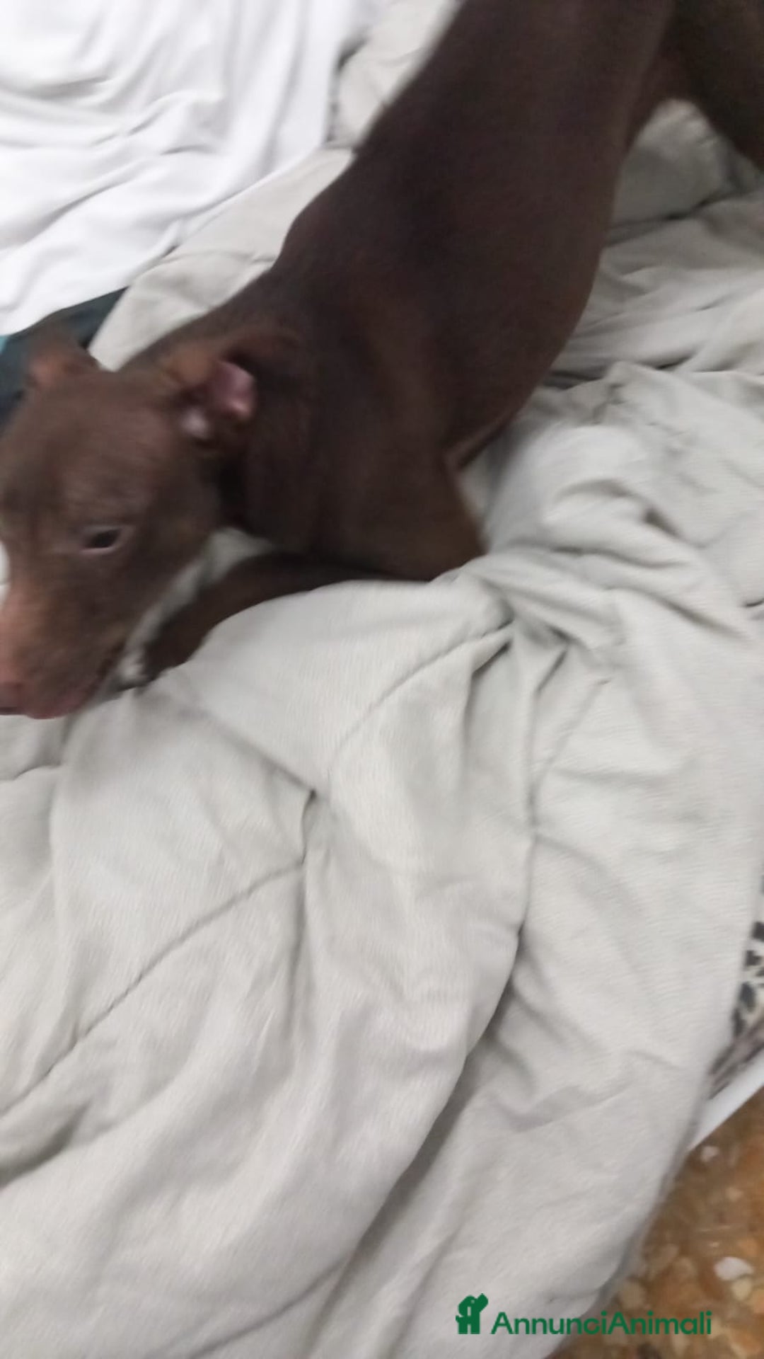 Meticcio cani in regalo: Cane meticcio adozione  - Annuncio 7