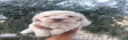 Lagotto cani in vendita: Cuccioli di Lagotto Romagnolo con Pedigree Roi  - Annuncio 4