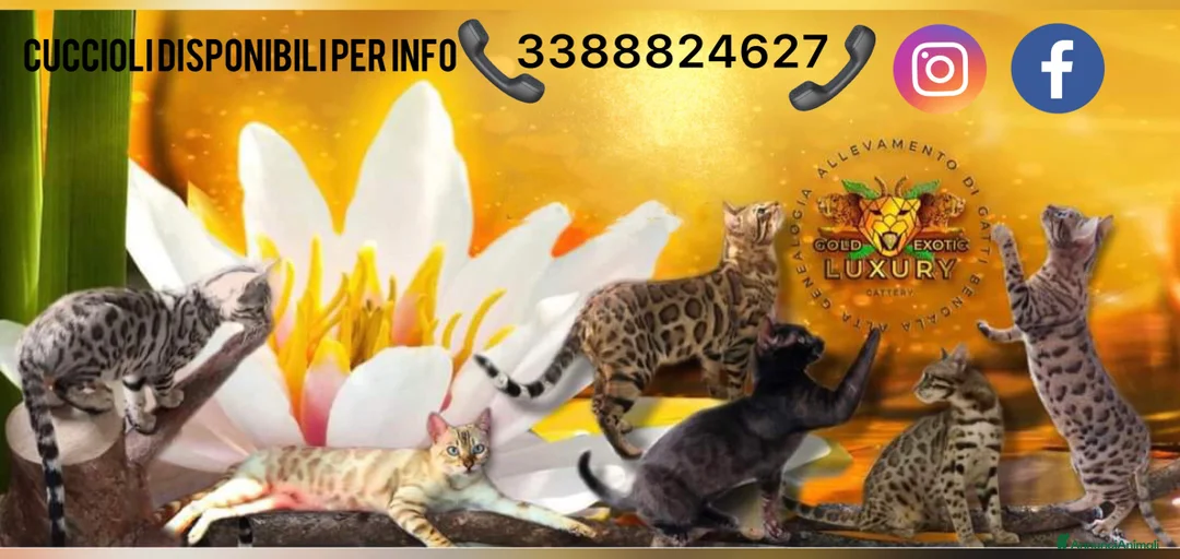 Immagine della galleria {{count}}