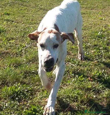 Pointer cani DIANA dolcissima con tanta voglia di correre - Annuncio 1