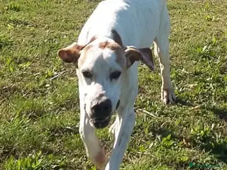 Pointer cani DIANA dolcissima con tanta voglia di correre - Annuncio 11