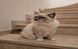 Ragdoll gatti in vendita: Ragdoll blu mitted a Provincia di Brescia - Immagine 13