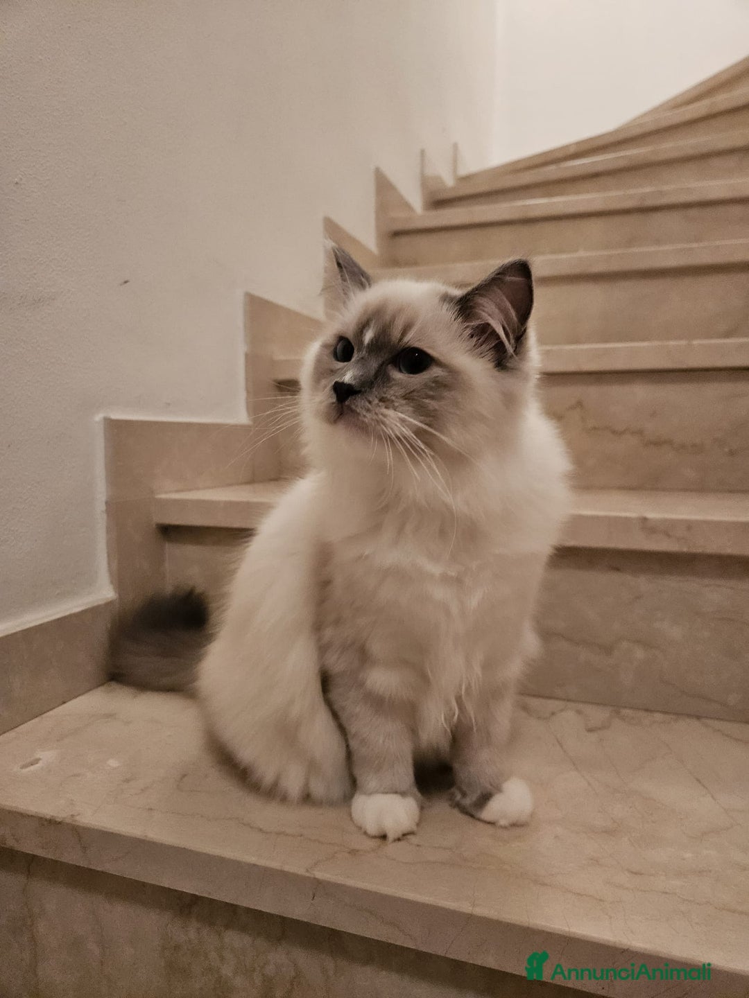 Ragdoll gatti in vendita: Ragdoll blu mitted a Provincia di Brescia - Immagine 13