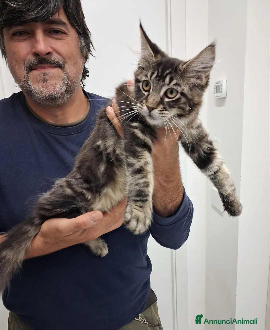 Maine Coon gatti in vendita: Maine Coon con pedigree  - Annuncio 15