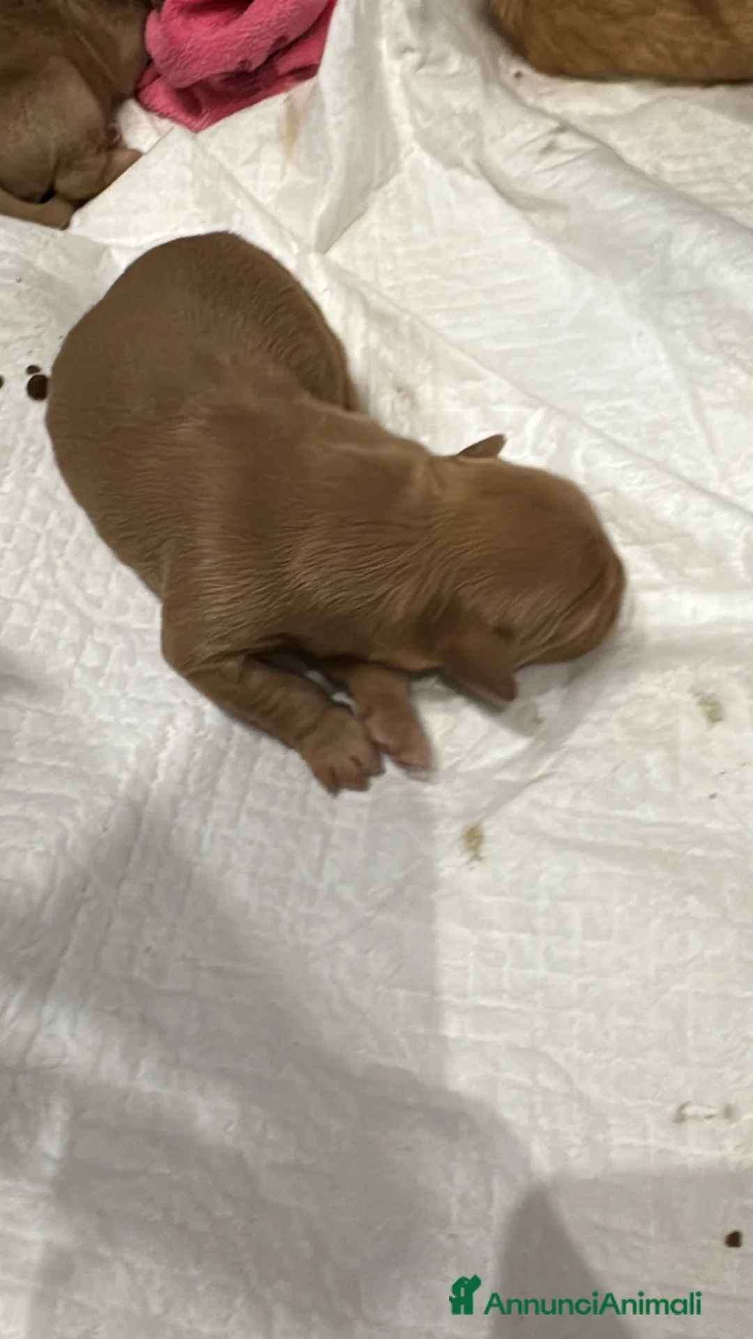 Golden Retriever cani in vendita: Disponibili cuccioli di Golden Retriever Americano - Annuncio 2