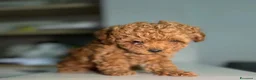 Maltipoo cani in vendita: Cuccioli di Maltipoo F1B a Città metropolitana di Milano - Annuncio 27