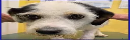 Meticcio cani in regalo: JOHNTRA SIMIL LAGOTTINO 4 ANNI - Annuncio 9
