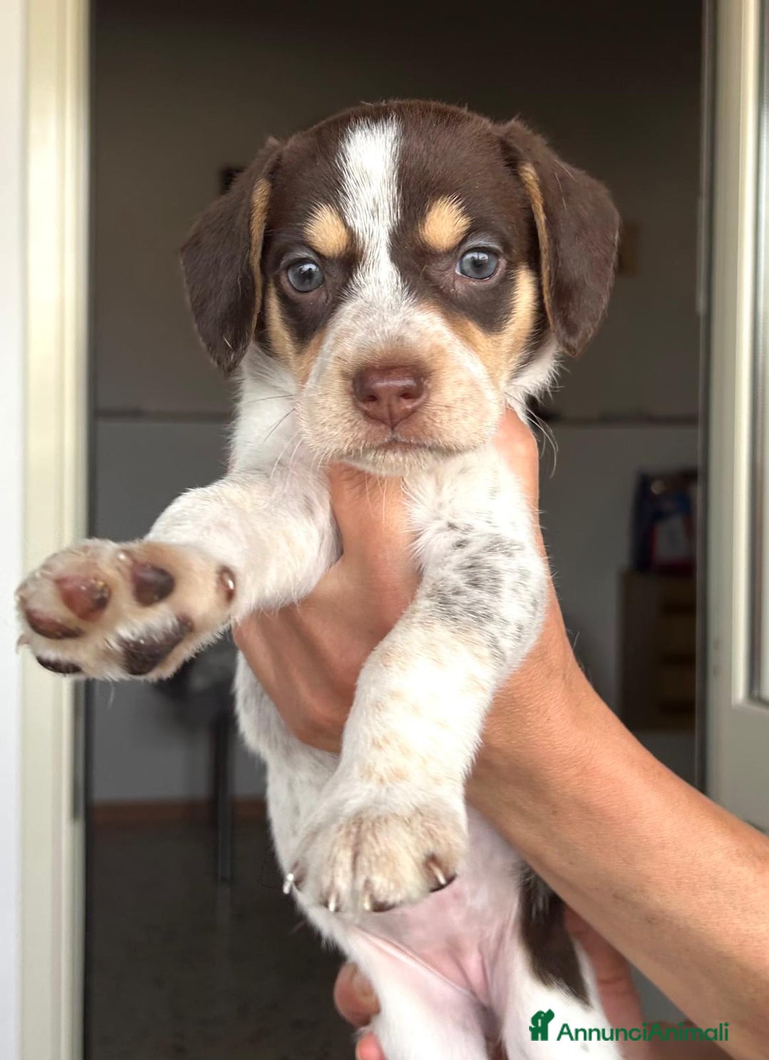 Altre razze cani in regalo: Milena ed i suoi fratellini cercano casa  a Città metropolitana di Roma Capitale - Annuncio 7