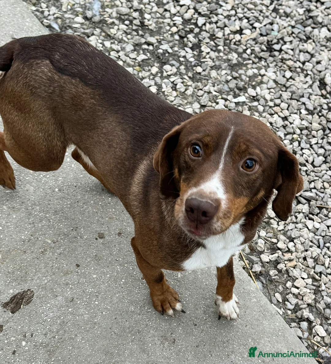 Meticcio cani in regalo: Rudy 4 anni Taglia piccola  - Annuncio 2