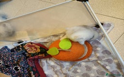 British gatti in vendita: British shortair  - Immagine 3