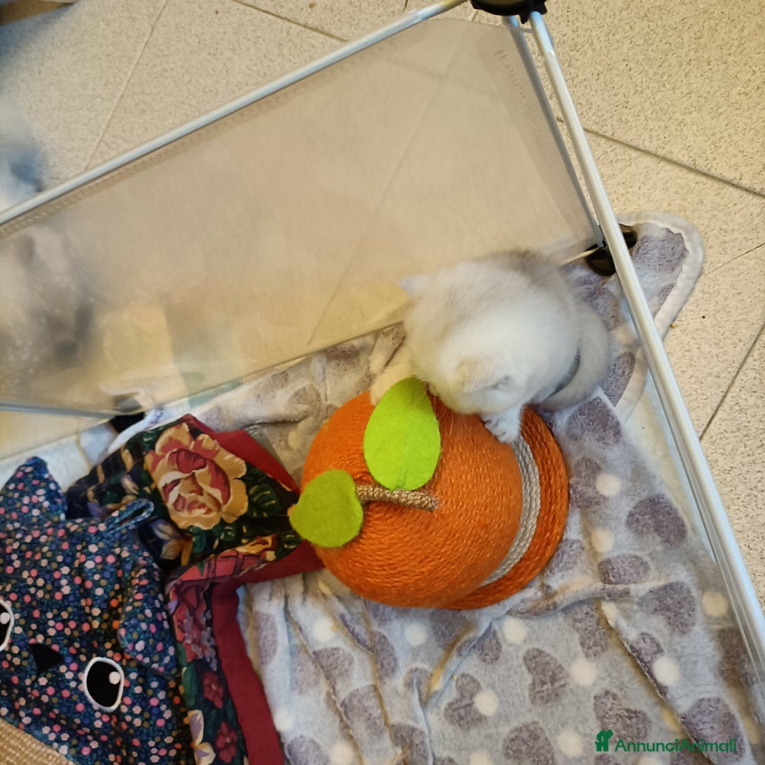 British gatti in vendita: British shortair  - Annuncio 3