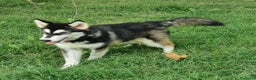 Alaskan Malamute cani in vendita: Alaskan Malamute cucciola a Città Metropolitana di Bologna - Annuncio 1