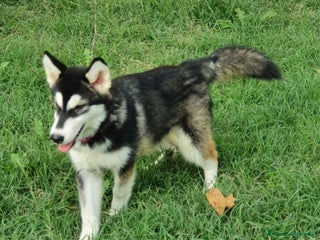 Alaskan Malamute cani Alaskan Malamute cucciola a Città Metropolitana di Bologna - Annuncio 6