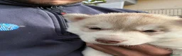 Husky cani in vendita: cuccioli di husky originali - Annuncio 2