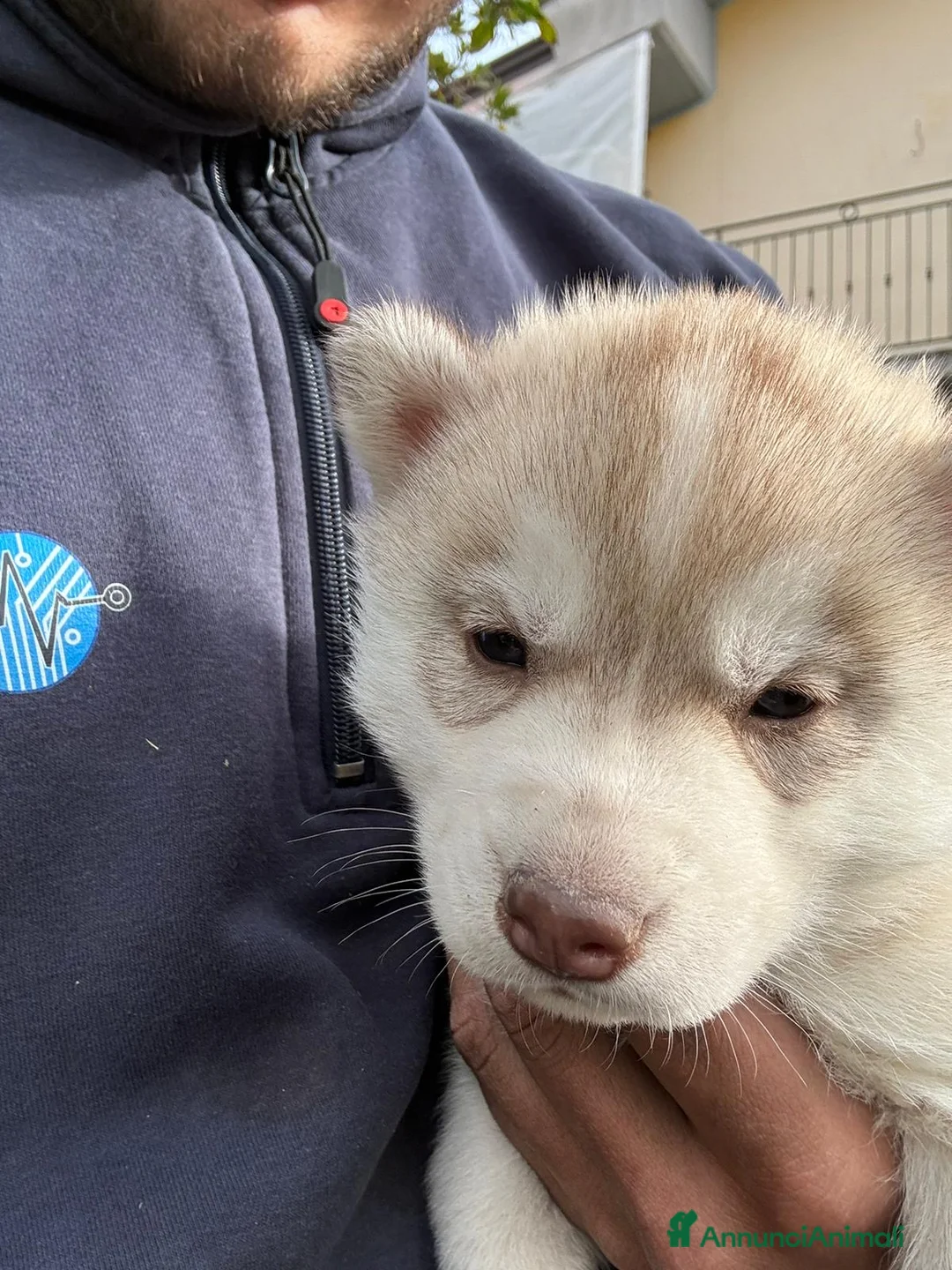 Husky cani in vendita: cuccioli di husky originali - Annuncio 2