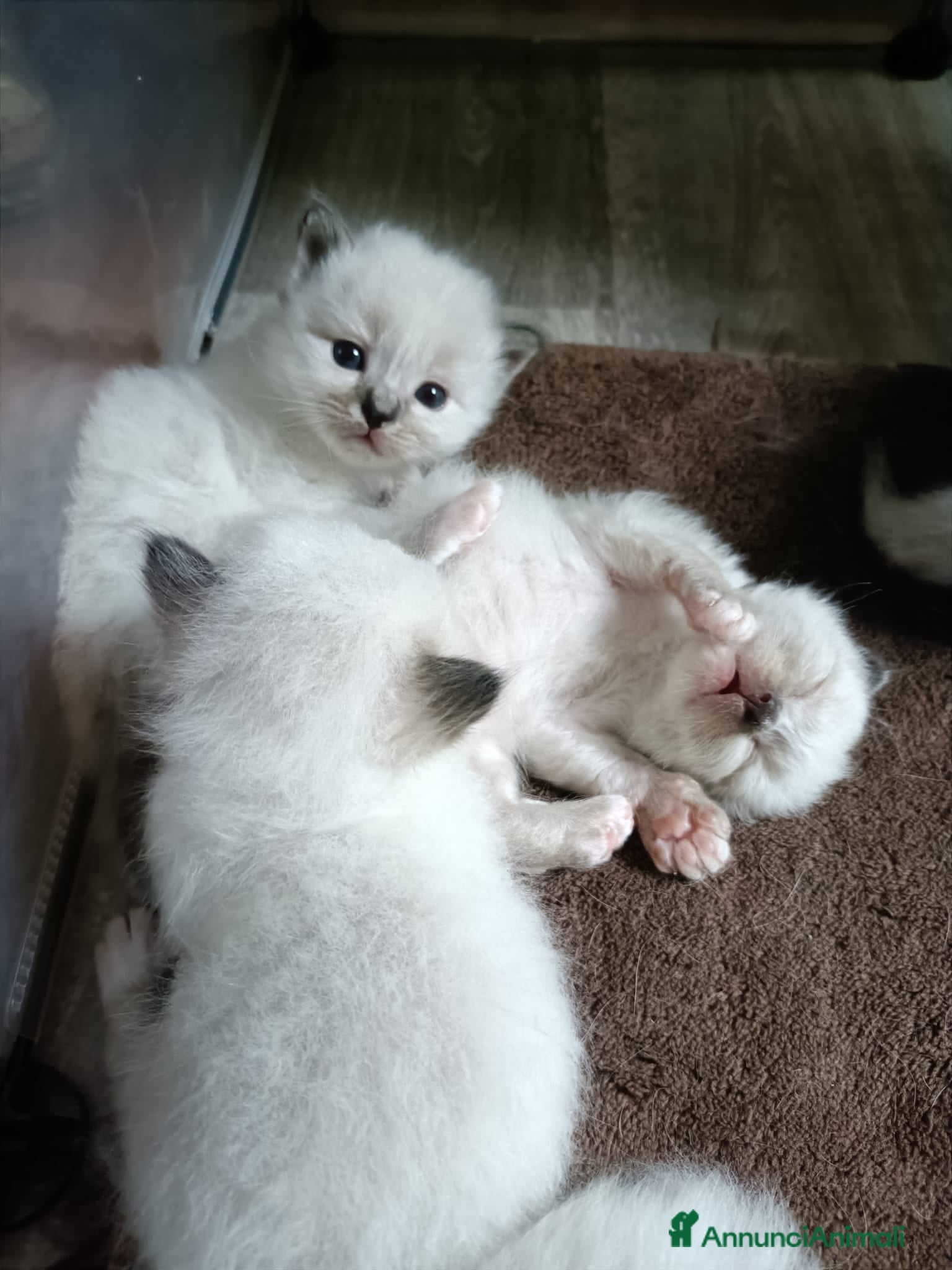 Sacro di Birmania gatti Cuccioli Sacro di Birmania disponibili  - Annuncio 3
