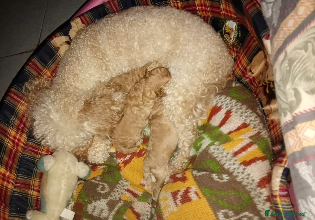 Barboncino Toy cani in vendita: Barboncino toy - Annuncio 2