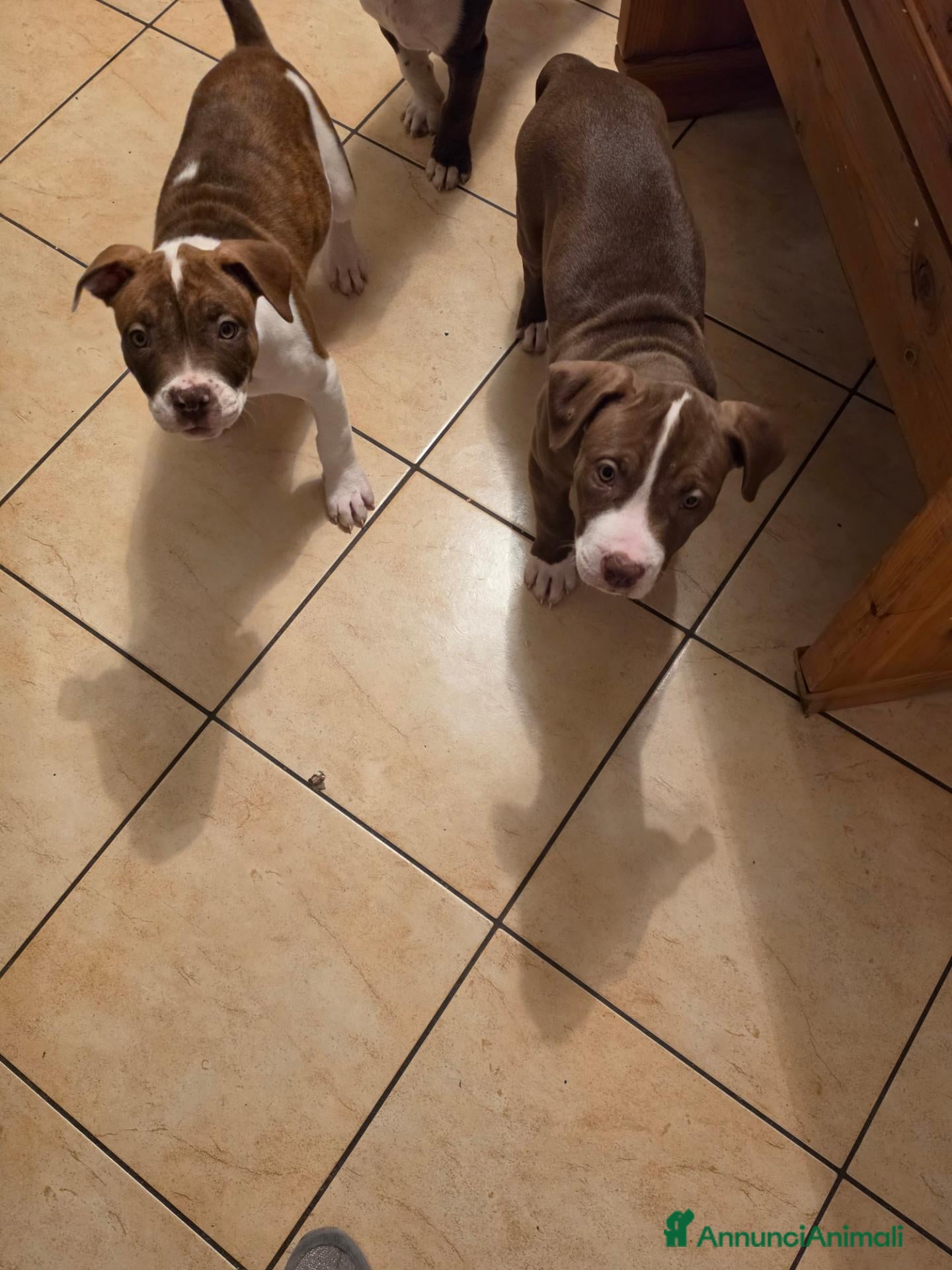 Pitbull cani Cuccioli pitbull red nose - Annuncio 10