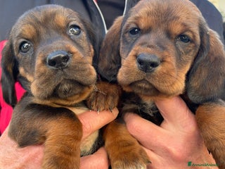 Meticcio cani in regalo - Annuncio 3