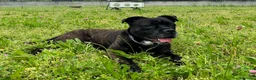 Meticcio cani in regalo: CHERRY BOXER - Annuncio 8