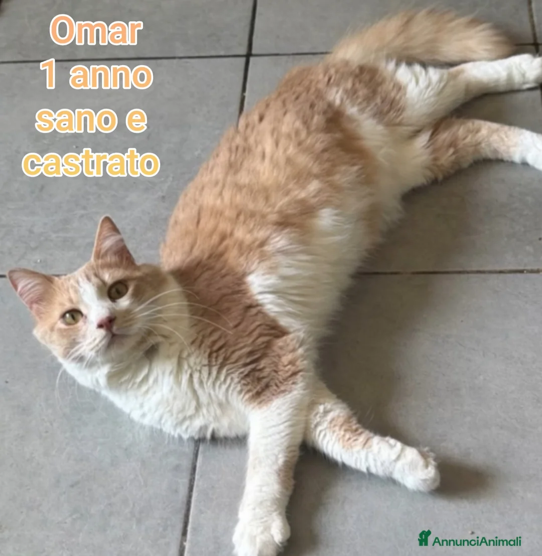 Altre razze gatti in regalo: Urgenti adozioni per questi micini  a Città Metropolitana di Bologna - Annuncio 2