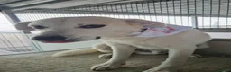 Meticcio cani in regalo: Gerry: equilibrato, docile, socievole  - Annuncio 4